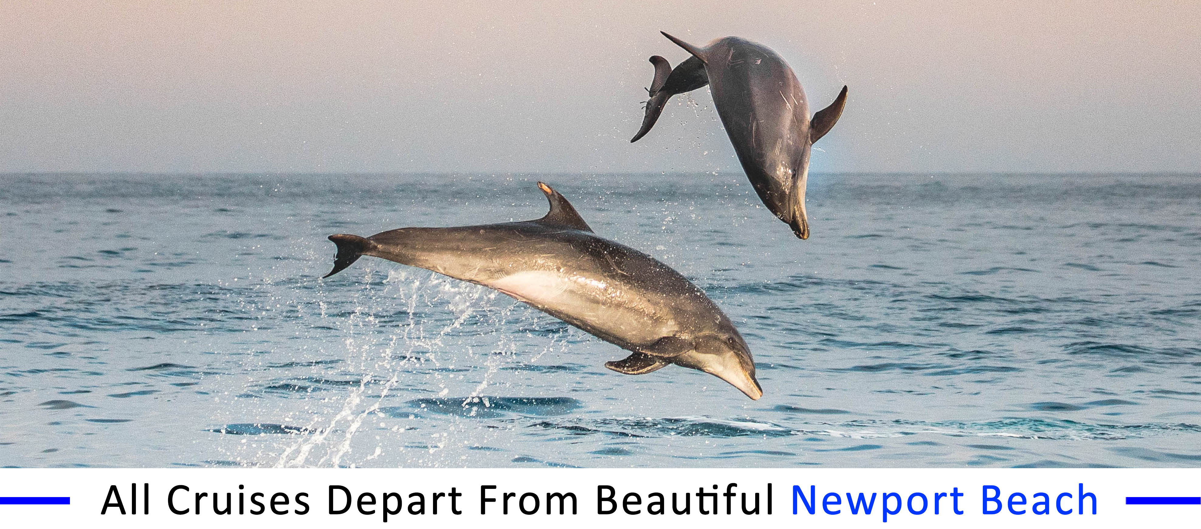 whale-watching-San-Pedro inexpensive-boat-rentals-San-Pedro