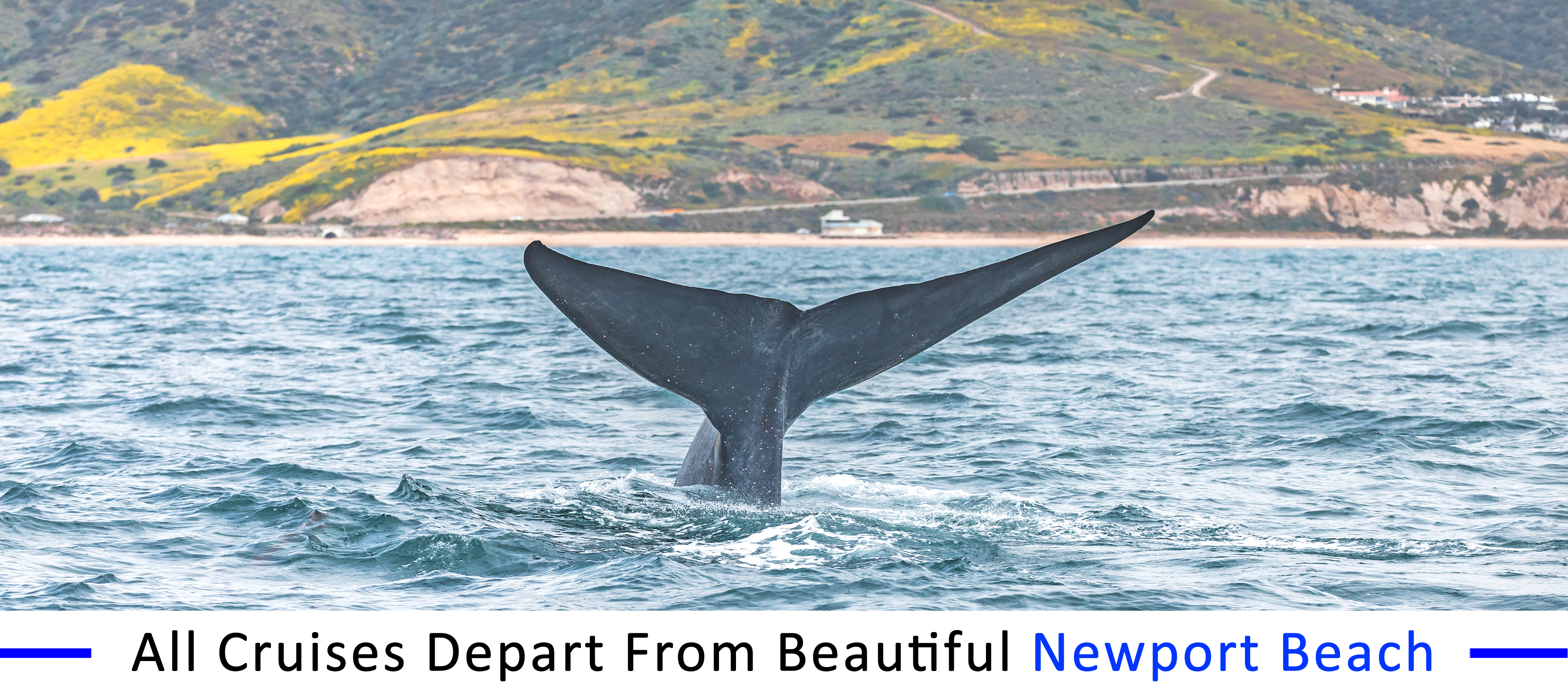 affordable-whale-watching-san-pedro
